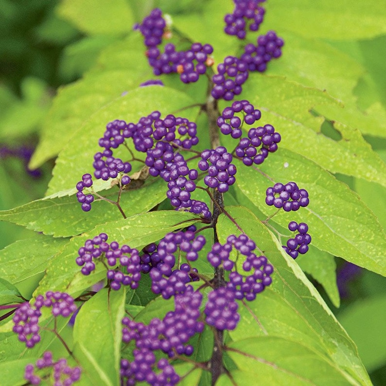 Early Amethyst Beautyberry Plants - 2 Pack - Callicarpa dichotoma - Compact Deciduous Shrub for Bees & Butterflies - 4" Containers