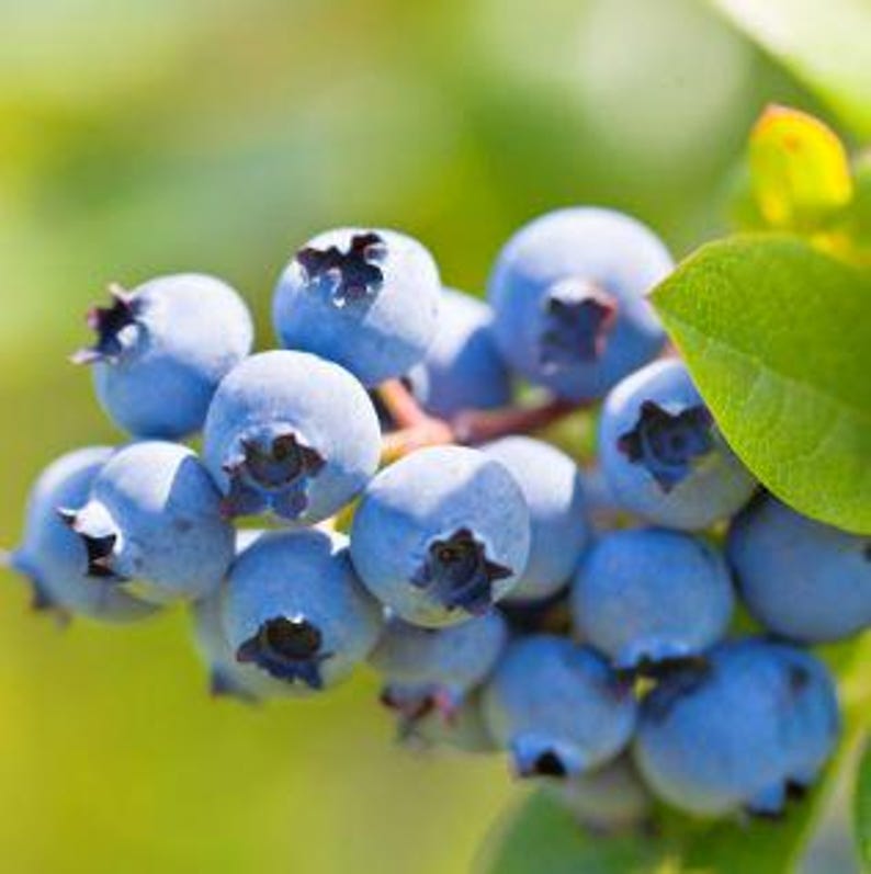 Blueberry Plant Half Gallon Pot - Cold Hardy Easy to Grow - Vaccinium corymbosum - Perfect for Gardens & Containers