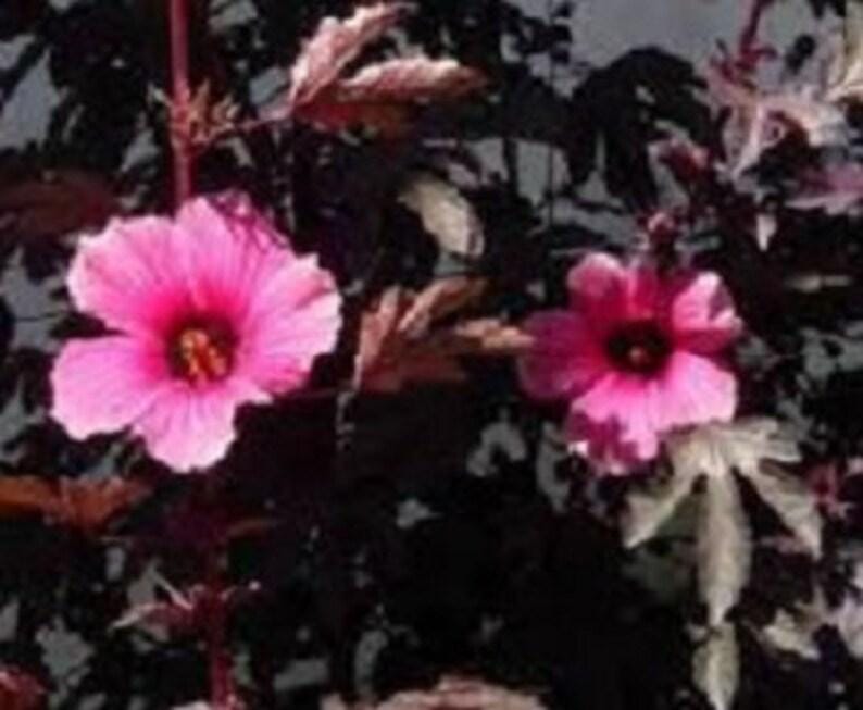 Hibiscus Plant 4 Inch Pot Mahogany Splendor Variegated Foliage Hibiscus acetosella