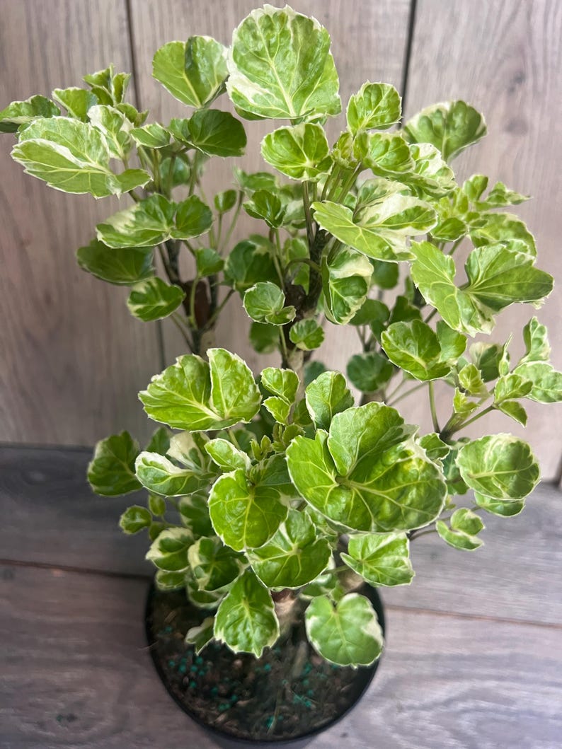 Variegated Aralia Balfour Plant 6" Pot, Tropical Bonsai Houseplant, Polyscias scutellaria ‘Balfourii’, Indoor Outdoor Decor