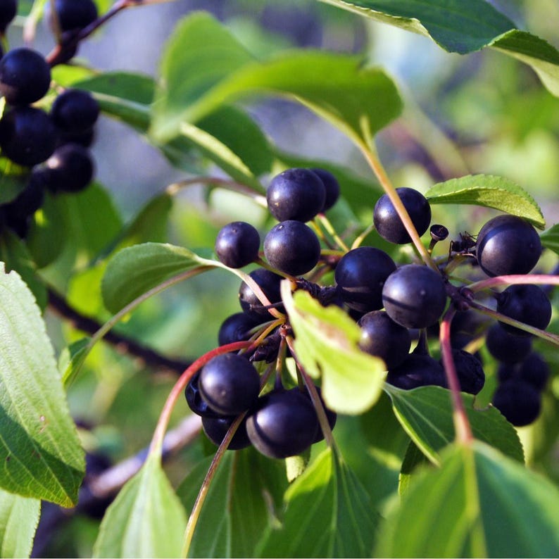 Wild Black Rum Cherry Tree 2 ft - Prunus serotina - Fast Growing, Sweet Dark Purple Cherries, Ideal for Zones 4-9