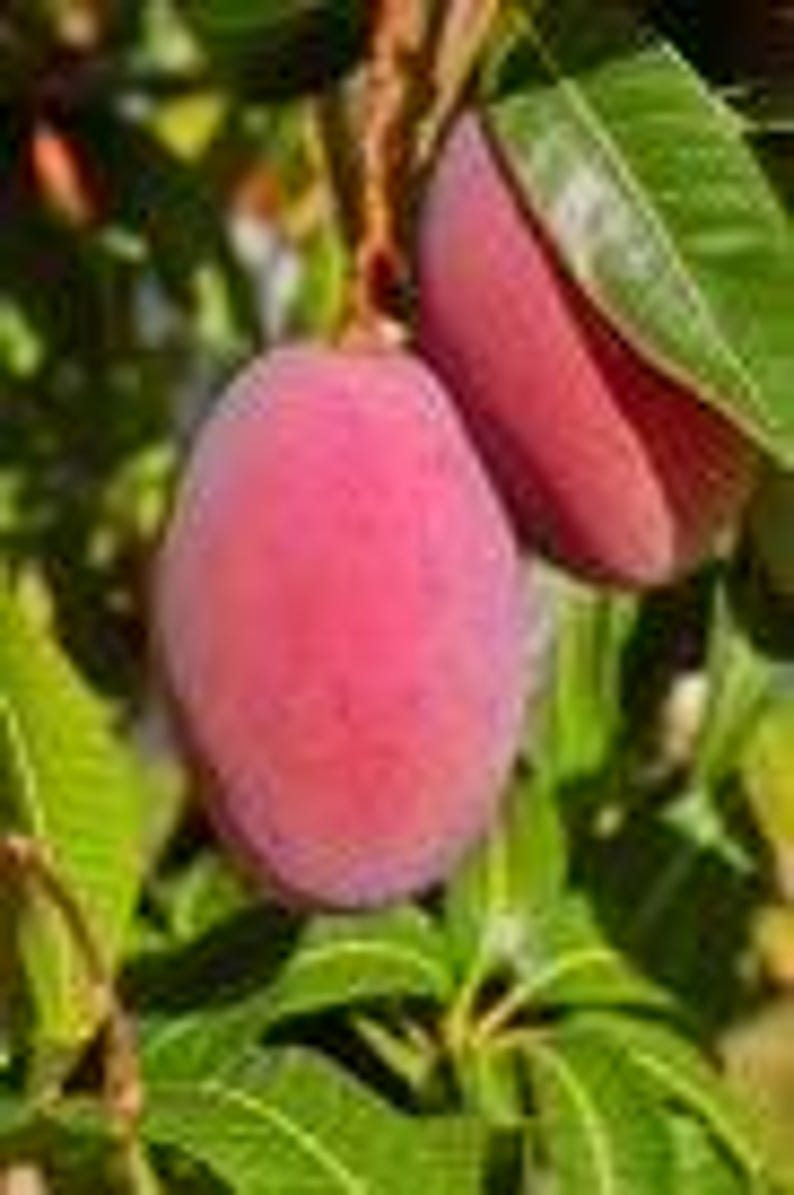 Grafted Mango Tree 1/2 Gallon Tommy Atkins Variety (Mangifera indica) - Juicy Sweet Medium to Large Fruit for Gardens