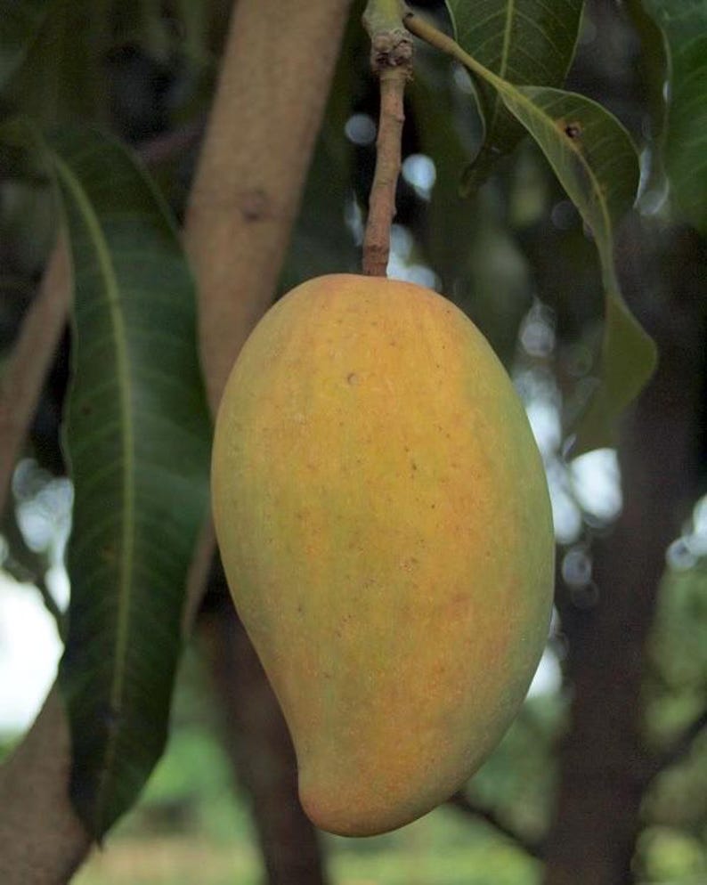 Grafted Manila Mango Plant 1/2 Gallon Pot Ataulfo Mango Mangifera indica Sweet Tropical Fruit Plant