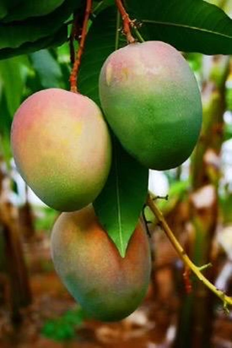 Grafted Jakarta Mango Tree 1/2 Gallon Pot - Mangifera indica - Tropical Fruit Plant for Home Garden, Ideal for Warm Climates