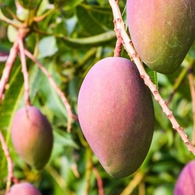 Grafted Glenn Mango Tree 1/2 Gallon Pot - Mangifera indica 'Glenn' - Tropical Fruit Plant for Container Gardening