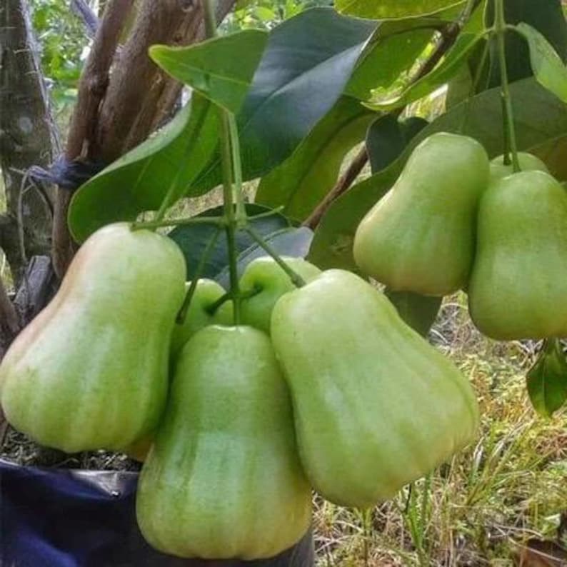 Green Wax Apple Tree 3 Gallon Air Layered Syzygium samarangense - Tropical Rose Apple, Jambu Air, Not Shippable to CA & HI