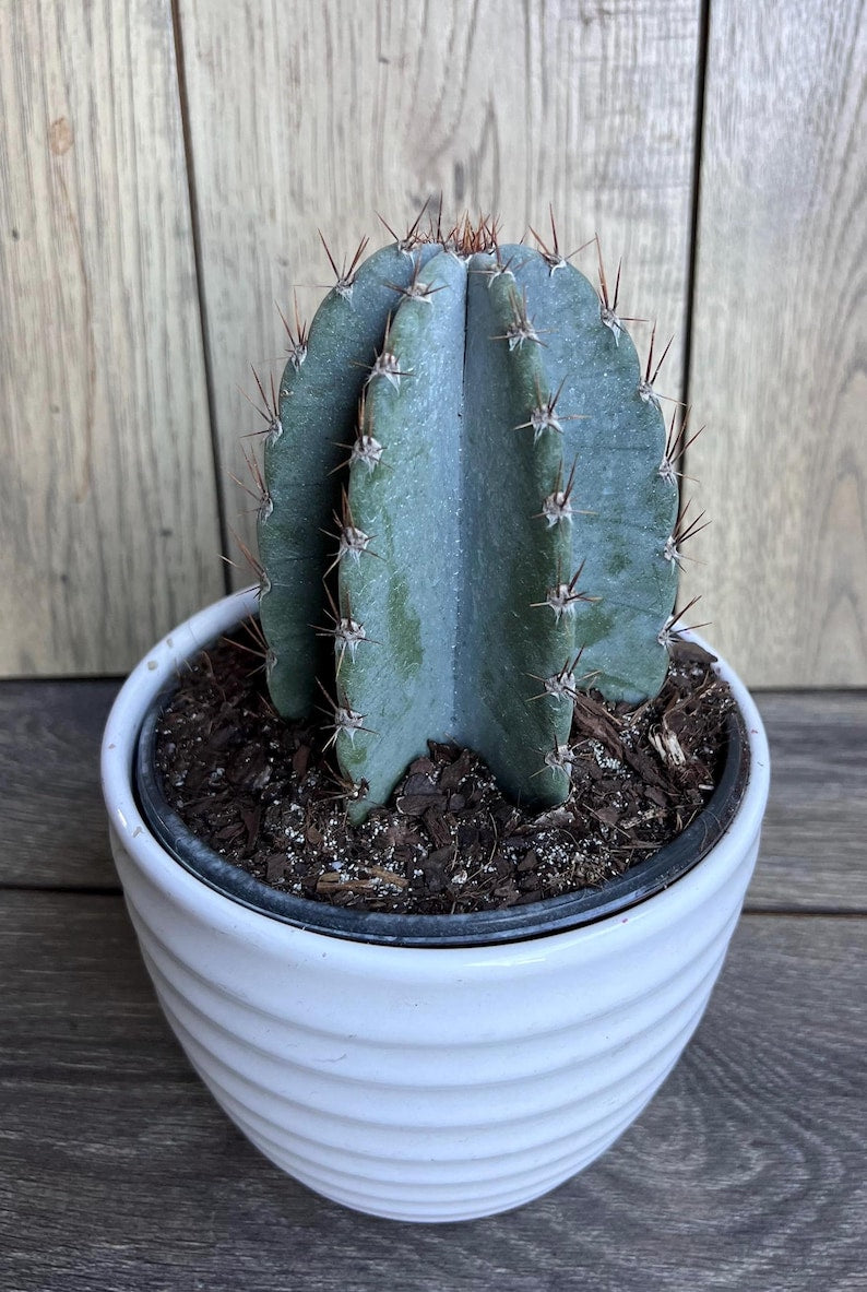 Cereus Peruvianus Cactus 6" Pot, Giant Peruvian Apple Cactus, Edible Fruit, Cereus repandus, Indoor/Outdoor Plant