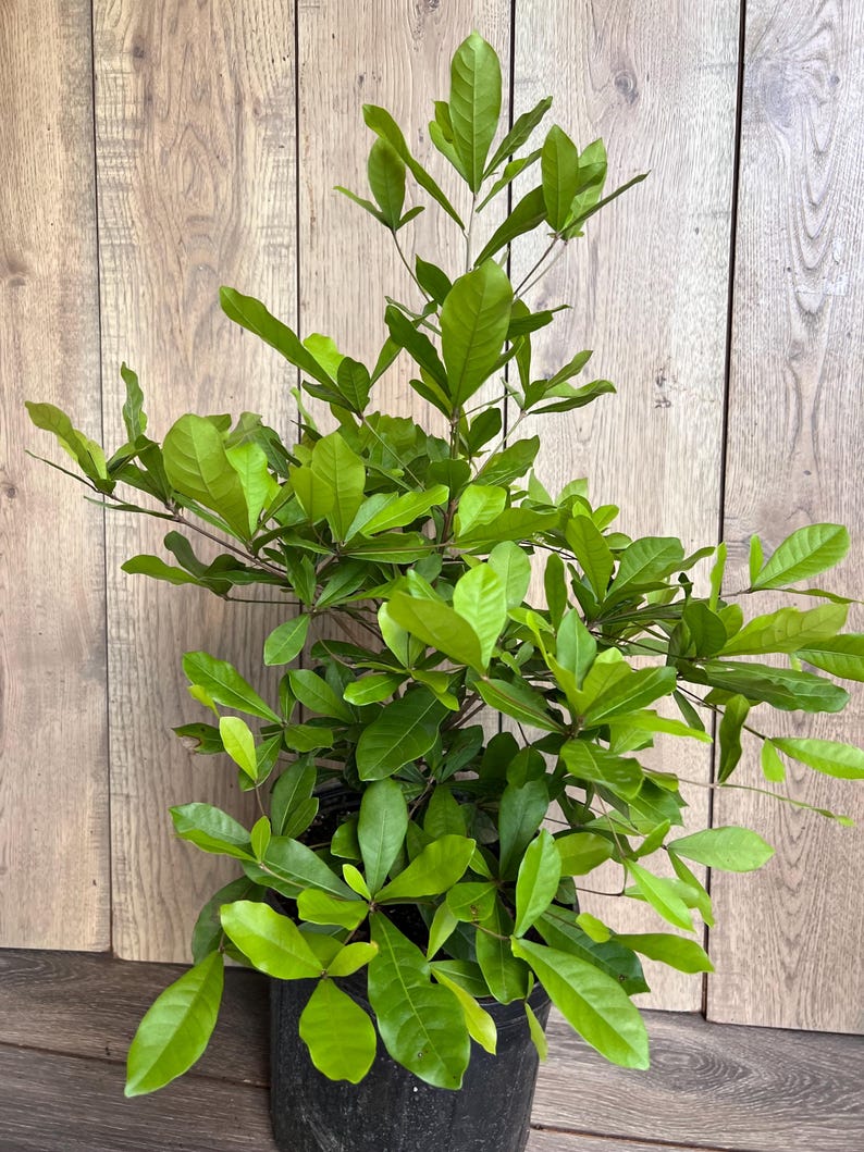 Miracle Fruit Tree 6" Pot Synsepalum dulcificum - Taste Altering Berry Plant for Indoor & Outdoor Gardening