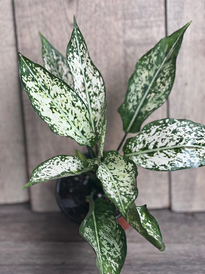 First Diamond Aglaonema Plant 4" Pot, White Aglanoema, Osaka - Aglaonema commutatum, Indoor Houseplant, Low-Maintenance Decor