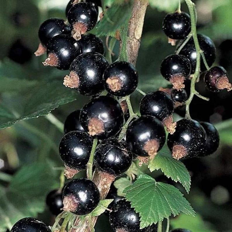 Currant Berry Plant - Potted - Red or Black Varieties - Ribes rubrum / Ribes nigrum - Perfect for Home Gardens