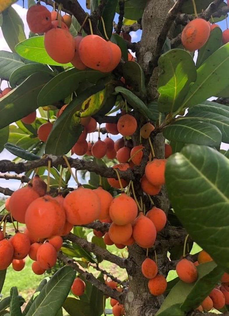 Imbe Tree 6" Pot, African Mangosteen, Garcinia Livingstonei, Tropical Fruit Plant for Home Garden, Sweet-Tart Flavor