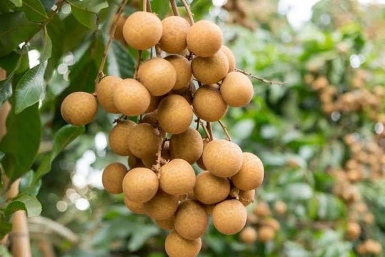 Kohala Longan Plant 4" Pot, Sweet Butterscotch Fruit, Dimocarpus longan, Tropical Garden Essential, Ideal for Subtropical Climates
