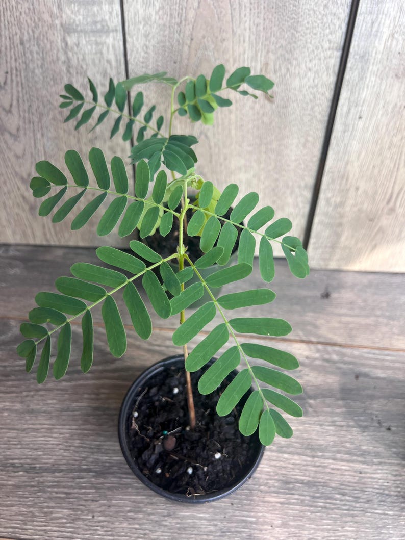 Tamarind Tree 4" Pot, Tamarindus indica - Sweet & Tart Culinary Fruit, Easy to Grow, Perfect for Home Gardens