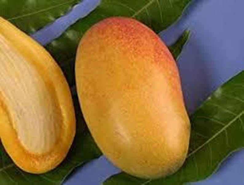 Lemon Meringue Mango Tree - Grafted Plant in 6" Pot - Mangifera indica - Sweet Tart Flavor - Ideal for Home Gardens