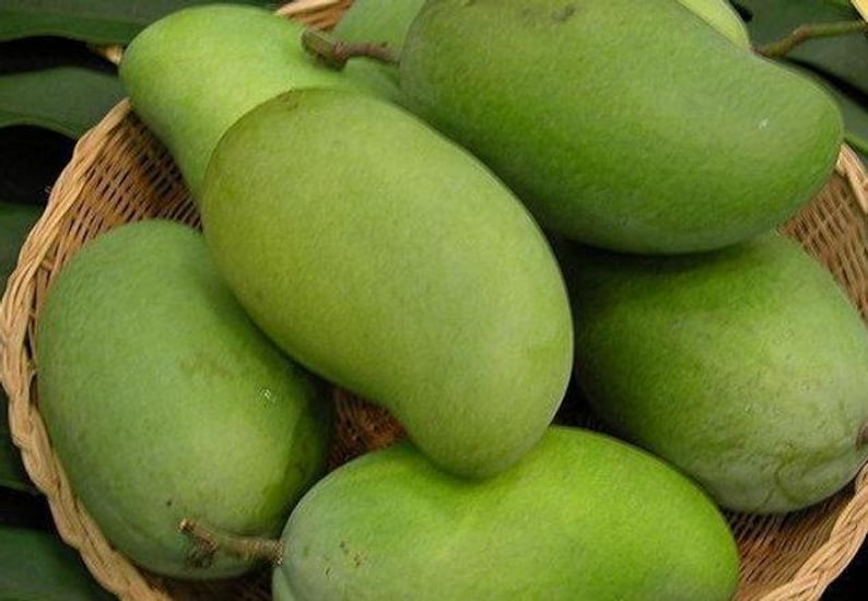 Okrung Mango Tree - Grafted Live Plant - 3 Gal Pot - Mangifera indica - Sweet Tropical Fruit Tree for Home Garden