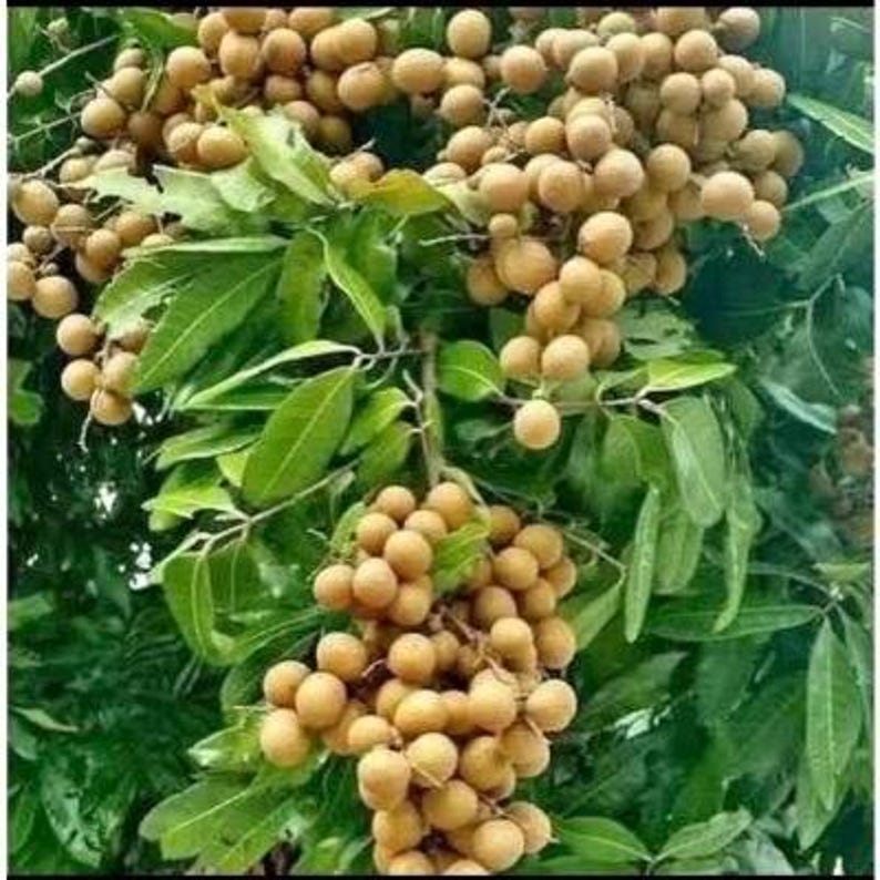 Kohala Longan Tree 1/2 Gallon Pot, Air Layered, Sweet Fruit, Dimocarpus longan - Tropical Fruit Plant for Home Garden