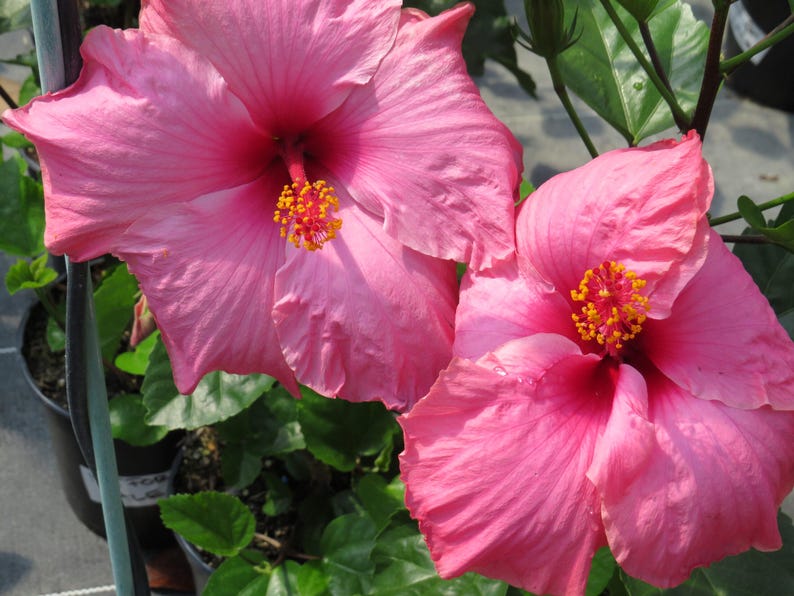 Hibiscus Plant 3 Gallon Clear Pink 'Agnes Gault' Hibiscus rosa-sinensis - Vibrant Tropical Flowering Live Plant