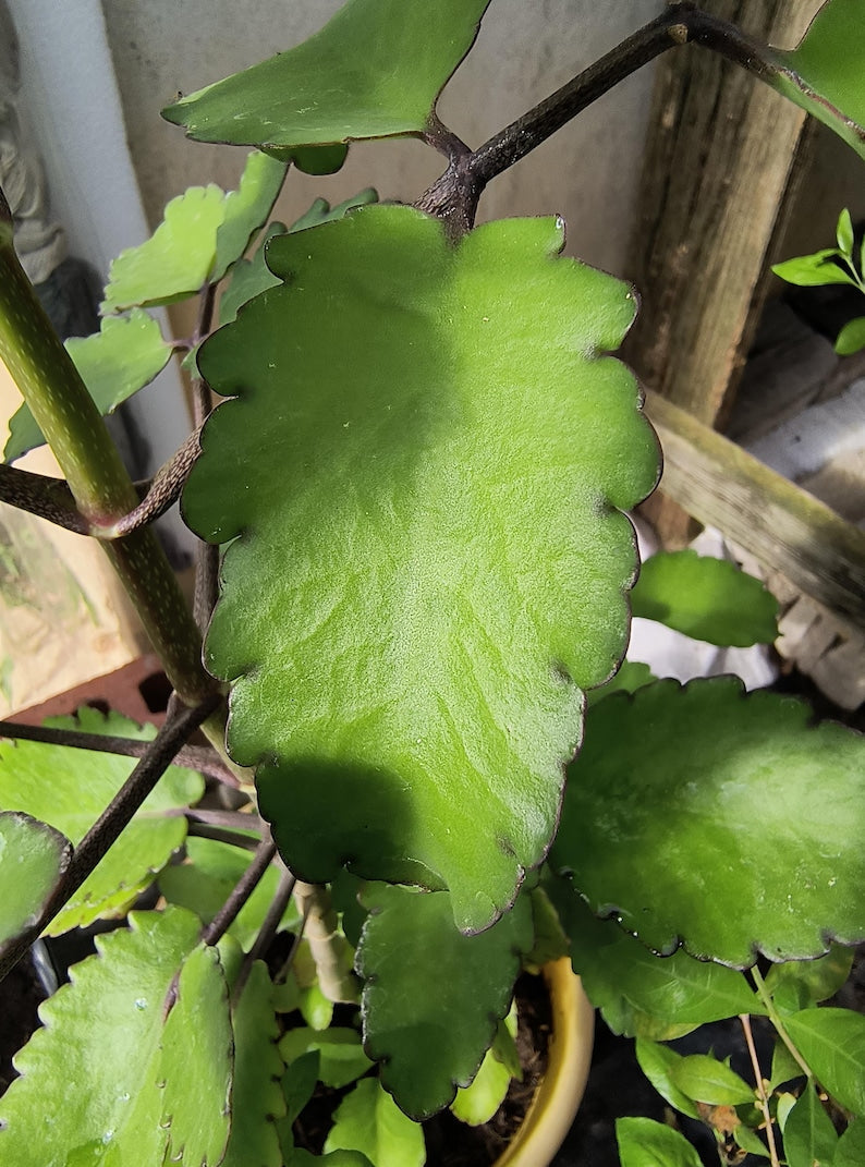 5 Leaves Organic Miracle Leaf Plant - Kalanchoe Pinnata - Leaf of Life - Low Maintenance Indoor/Outdoor Gardening