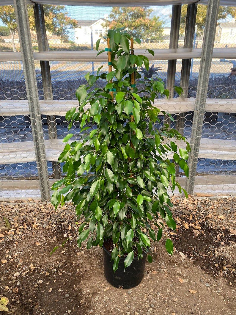 Ficus Benjamina Midnight Indoor Plant - 3ft in 3Gal Pot - Weeping Fig - Ficus benjamina - Low Maintenance Houseplant
