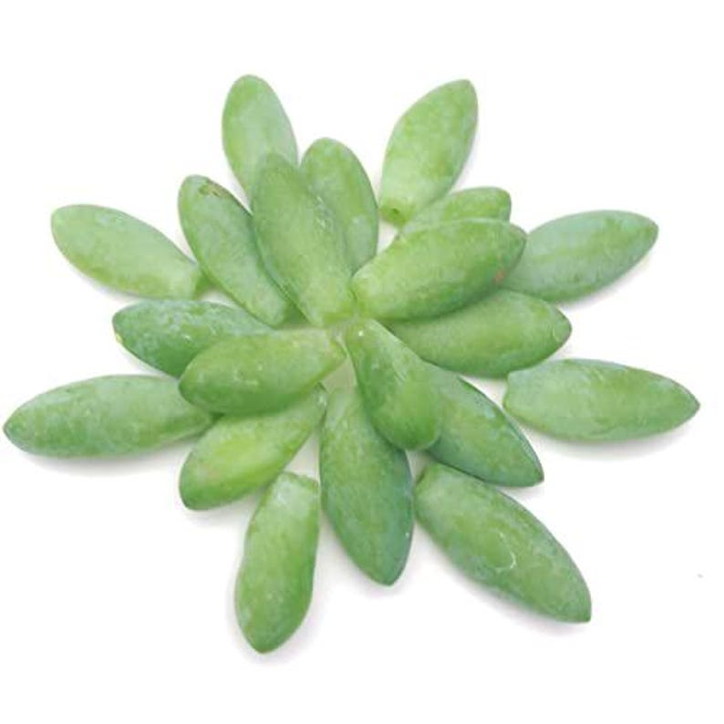 Organic Burro's Tail Leaves 20 pcs - Donkey Tail Succulent Cuttings - Sedum morganianum for Propagation and Planting