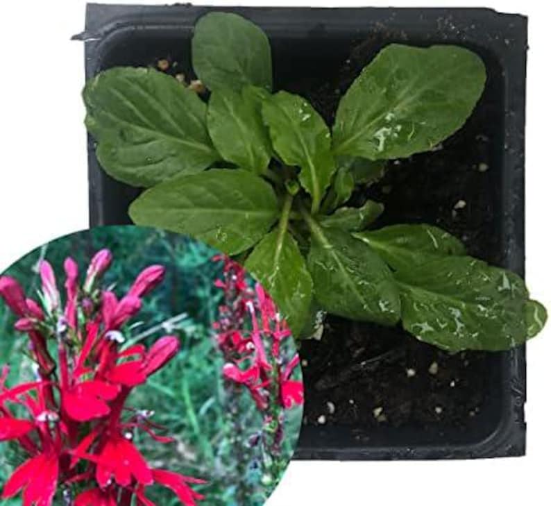 Organic Cardinal Flower Plant - 2.5 Inch Pot - Scarlet Lobelia - Lobelia cardinalis - Ideal for Pollinator Gardens & Wetlands