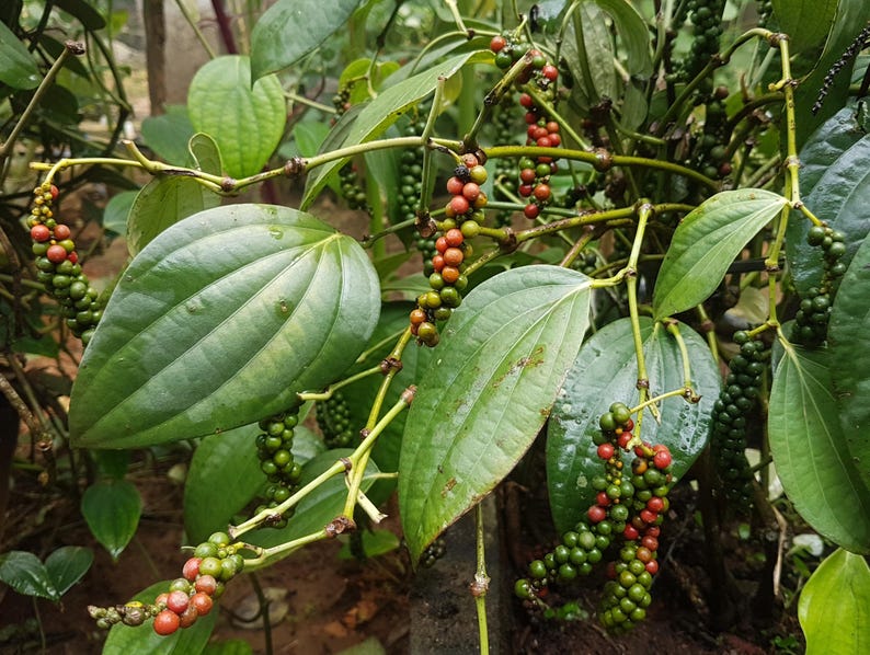Large Black Pepper Plant in 10" Pot, Tropical Vine with Heart-Shaped Leaves, Piper nigrum, Ideal for Containers
