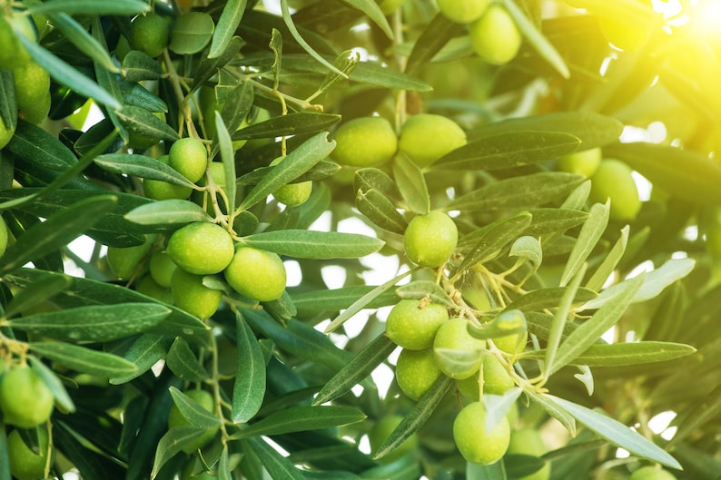 Arbequina Olive Tree - Half Gallon Pot - Olea europaea - Small House Plant - Ideal for Gifts and Culinary Use
