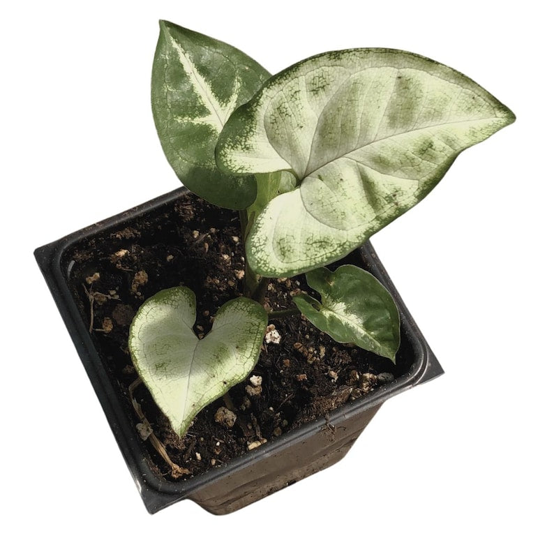 Organic Arrowhead Plant 2.5-inch Pot Syngonium podophyllum Indoor Houseplant with Heart-Shaped Leaves