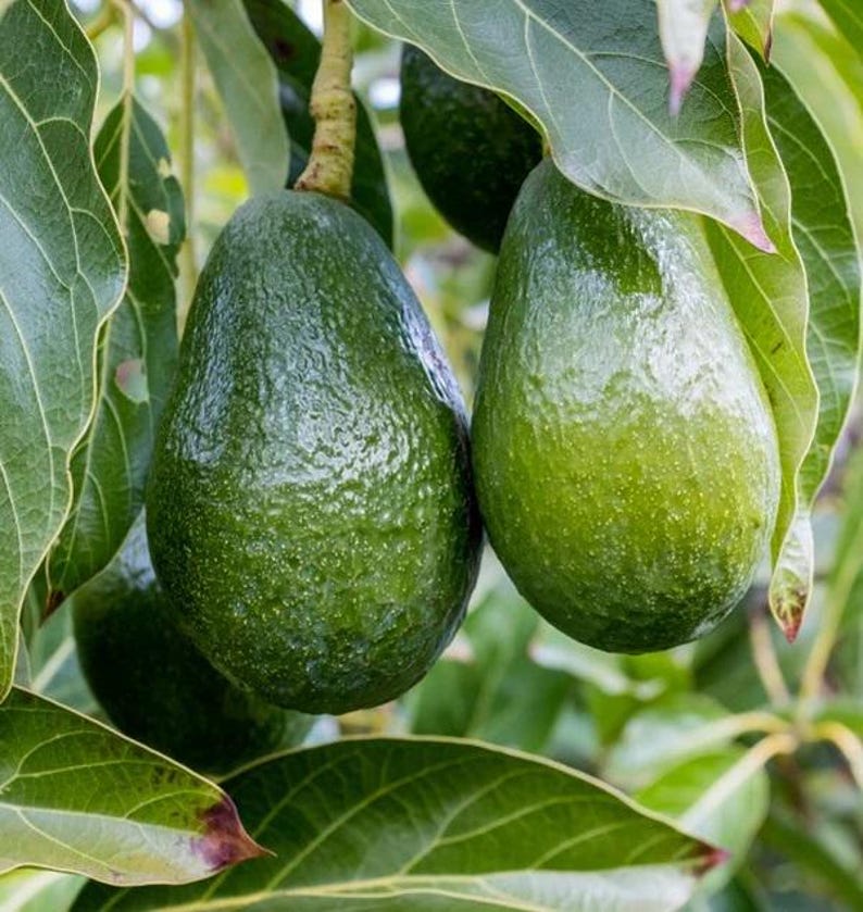 Grafted Day Avocado Tree - 2 Feet - Persea americana - Cold Tolerant Fruit Tree - Nutty Flavor - Ships in 3Gal Pot