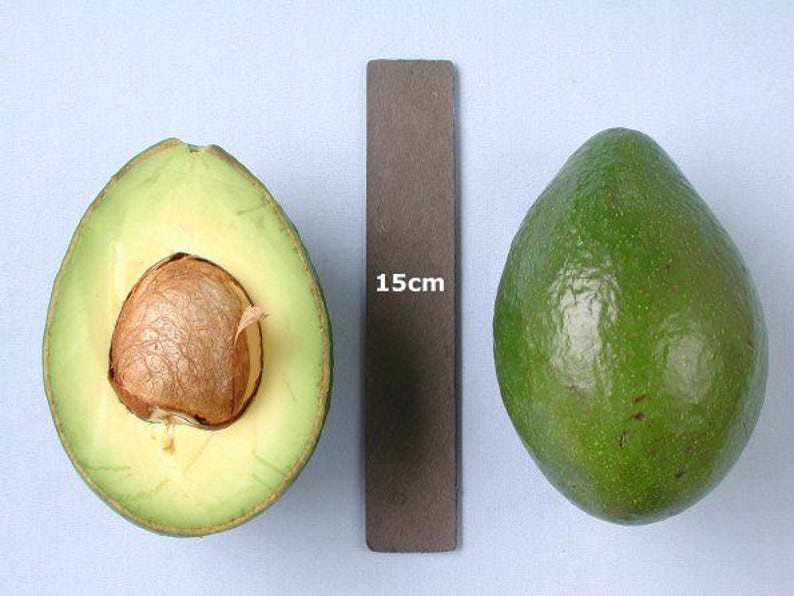 Grafted Avocado Tree 3 Gallon Booth 8 Variety Persea americana for Home Gardening