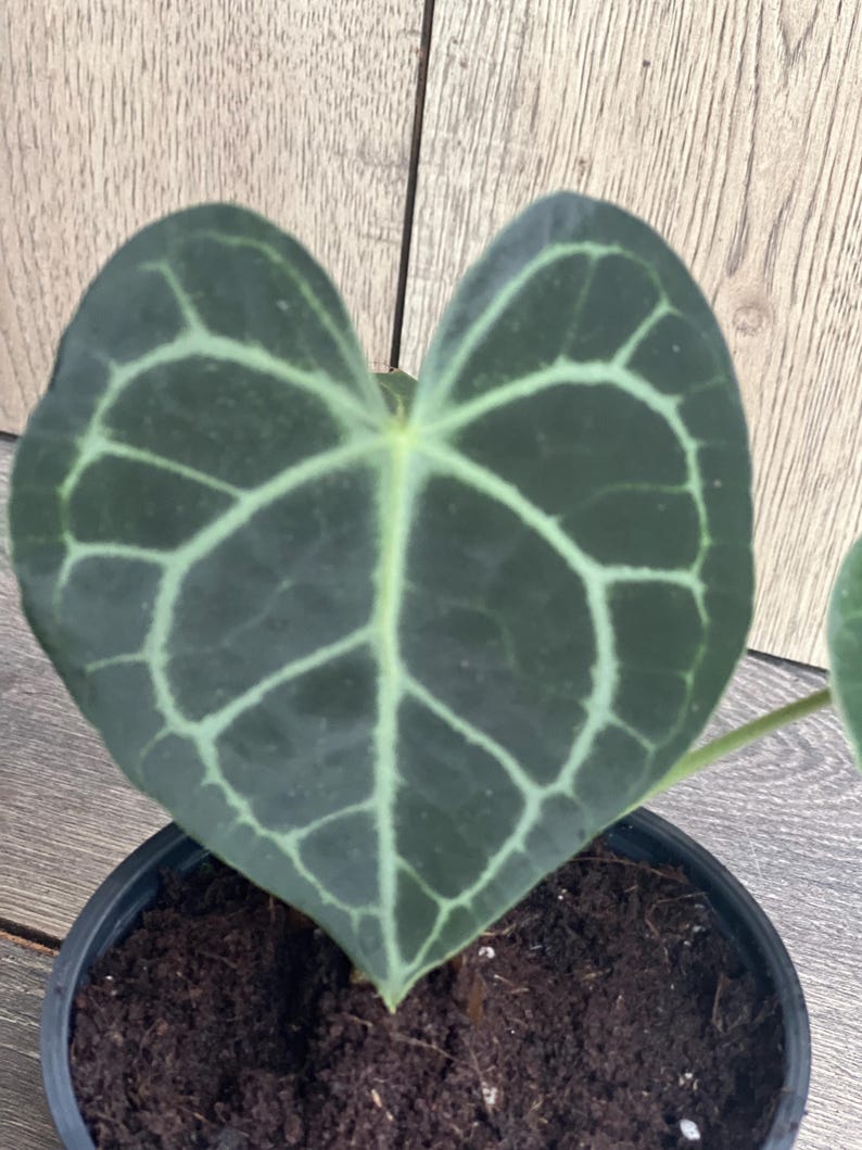Anthurium Clarinervium 4" Pot - Rare Aroid Houseplant with Heart-Shaped Leaves - Indoor Plant Decor - Anthurium Clarivervium
