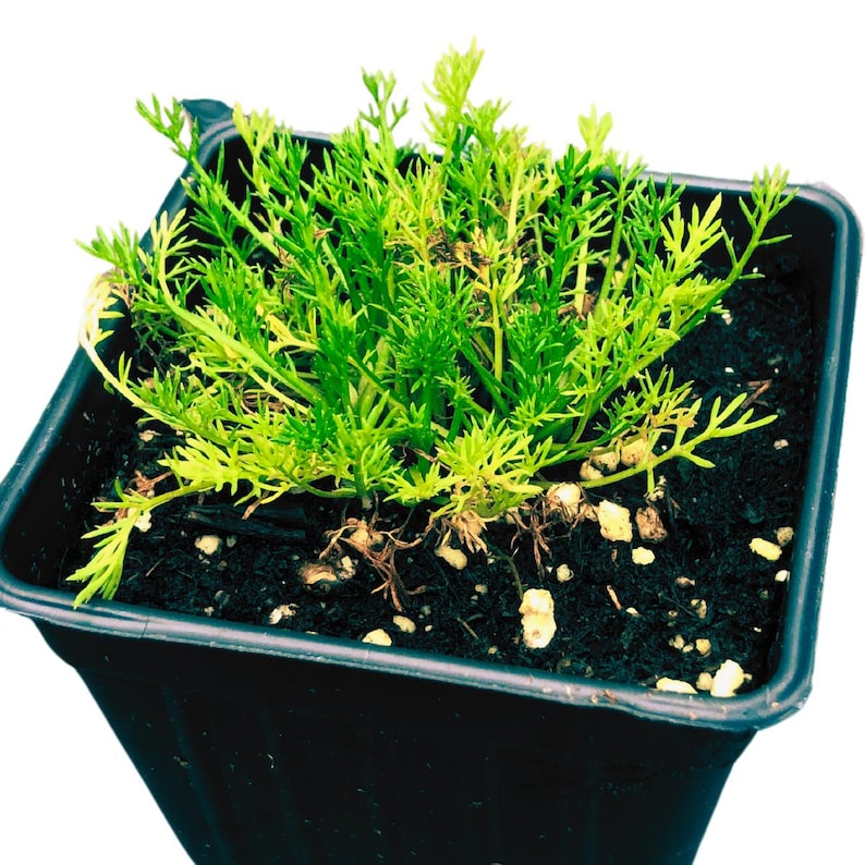 Organic Roman Chamomile Plant 2.5-Inch Pot - Chamaemelum nobile - Perennial Herb for Gardens and Teas