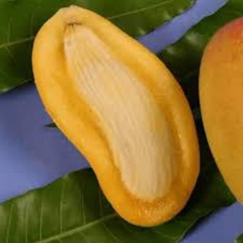 Grafted Orange Sherbet Mango Tree - 1 Ft Live Plant in 6" Pot - Sweet Citrus Flavor - Mangifera indica