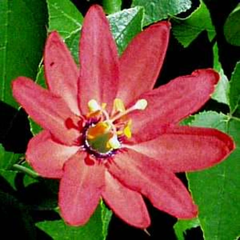 Passion Vine Plant - 6" Pot - Coral Sea Variety - Passiflora 'Coral Sea' - Lush Green Leaves, Coral-Pink Flowers