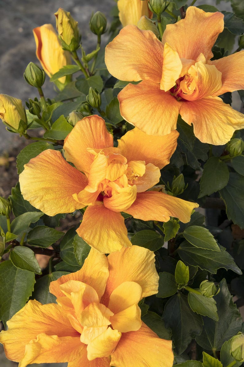Live Kona Improve Hibiscus Plant 1 Gallon Golden Yellow Blooms with Orange-Red Throats Hibiscus rosa-sinensis