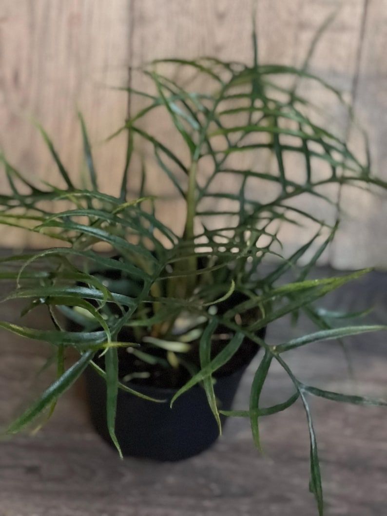 Philodendron Tortum Plant in 4" Pot | Rare Tropical Climbing Houseplant | Philodendron sp.