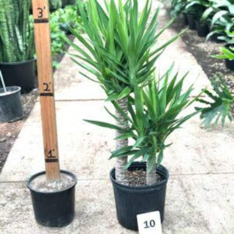 Yucca Plant 2-3 Feet Multiple Trunks Indoor Houseplant Yucca Elephantipes in 3 Gallon Pot