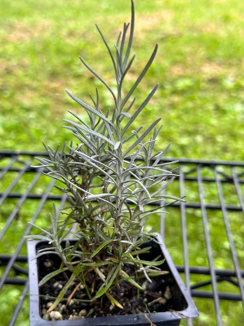 Organic Curry Plant in 2.5-inch Pot | Helichrysum italicum | Fragrant Herb for Garden or Home | Italian Strawflower