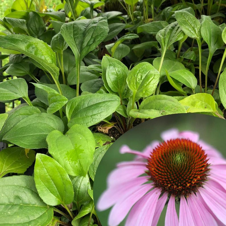 Purple Coneflower Plant 2.5-inch Organic Echinacea purpurea Native Wildflower for Pollinator Gardens