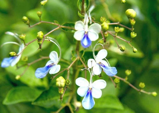 Blue Butterfly Bush Plant 6” Pot Clerodendrum ugandense Pale Blue White Flowers Low Maintenance Garden Plant