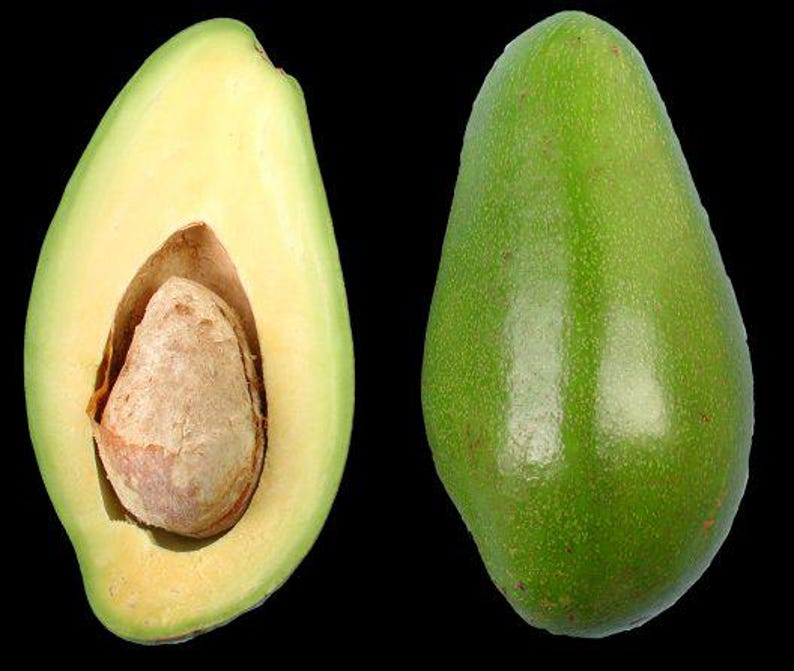 Doni Avocado Tree - Grafted 3 Gal Pot - Florida's First Quality Avocado - Persea americana - Large Flavorful Fruits