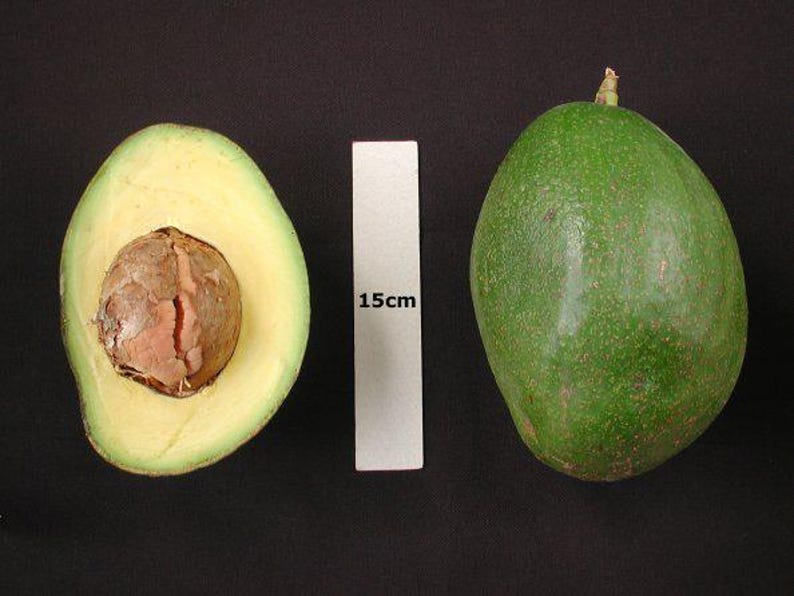 Grafted Choquette Avocado Tree 3Gal Pot - Persea americana - Ideal for Home Gardens - Florida Climate - Delicious Avocados