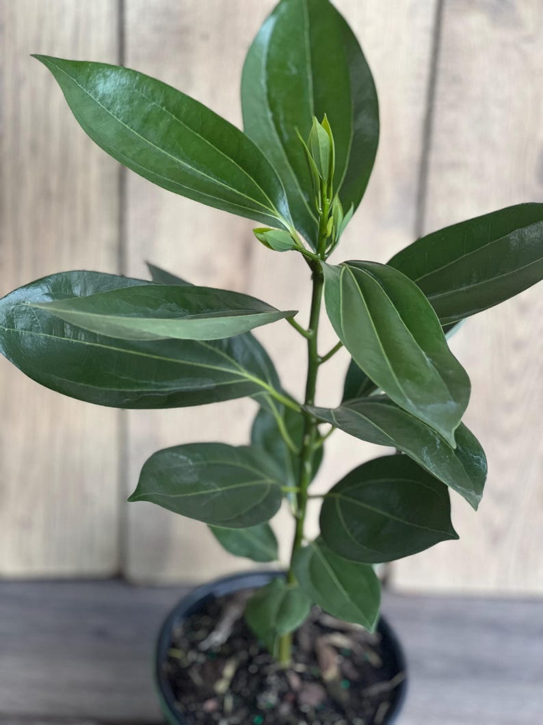 Cinnamon Tree 6" Pot Ceylon Cinnamon Cinnamomum zeylanicum Aromatic Spice Plant for Home Garden Decor