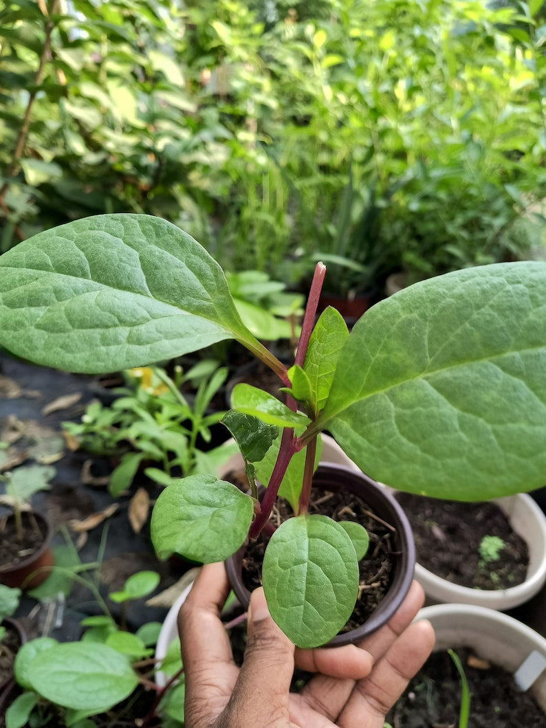 Purple Organic Malabar Spinach Live Plant 6-12 Inch in 4 Inch Pot - Basella alba, Easy to Grow, Purple-Red Leaves, Culinary Herb