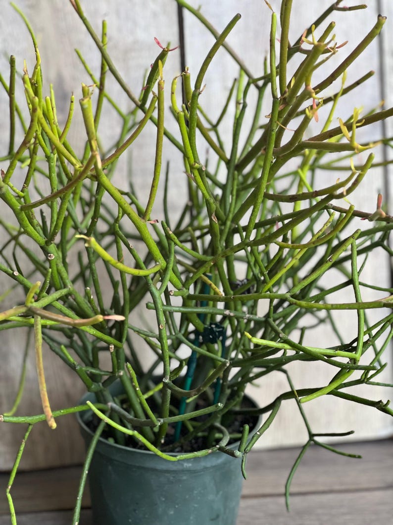 Pencil Cactus 6" Pot - Euphorbia tirucalli - Unique Stem Succulent for Bright Indoor Sunlight - Low Maintenance Houseplant