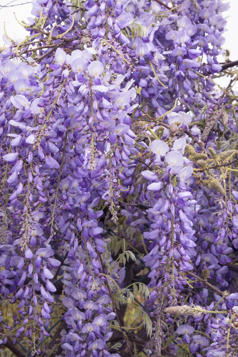 Chinese Wisteria Plant - 1 to 2 Feet - Fragrant Violet-Blue Flowers - Wisteria sinensis - 6" Pot
