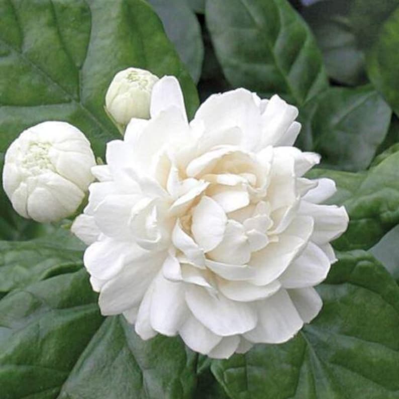 Grand Duke Jasmine Plant - Half Gallon Pot - Jasminum sambac 'Grand Duke of Tuscany' - Fragrant Evergreen Shrub