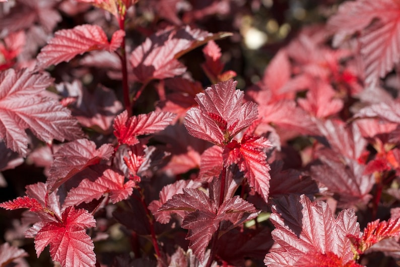 Red Ninebark Plants 2-Pack 3" Containers - Reddish Purple Foliage, Physocarpus opulifolius 'Diabolo' - Deciduous Shrub