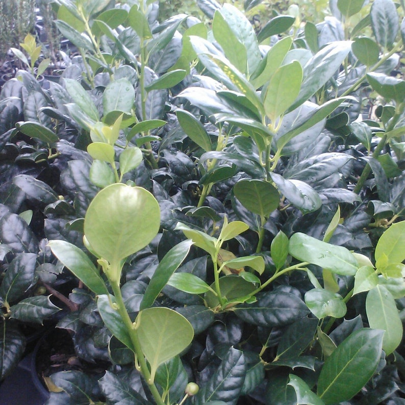 25 Nellie R. Stevens Holly Trees in 3" Containers - Ilex x 'Nellie R. Stevens' - Ideal for Hedges & Privacy Screens