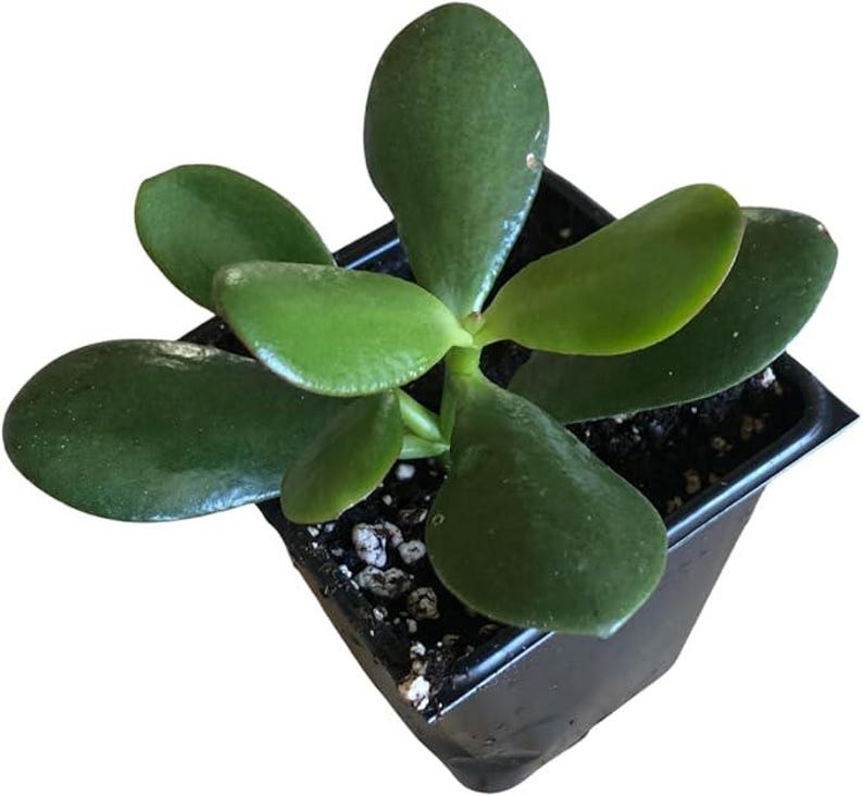 Organic Jade Plant in 2.5-inch Pot | Crassula ovata | Easy Care Succulent | Lucky Money Plant for Home Décor